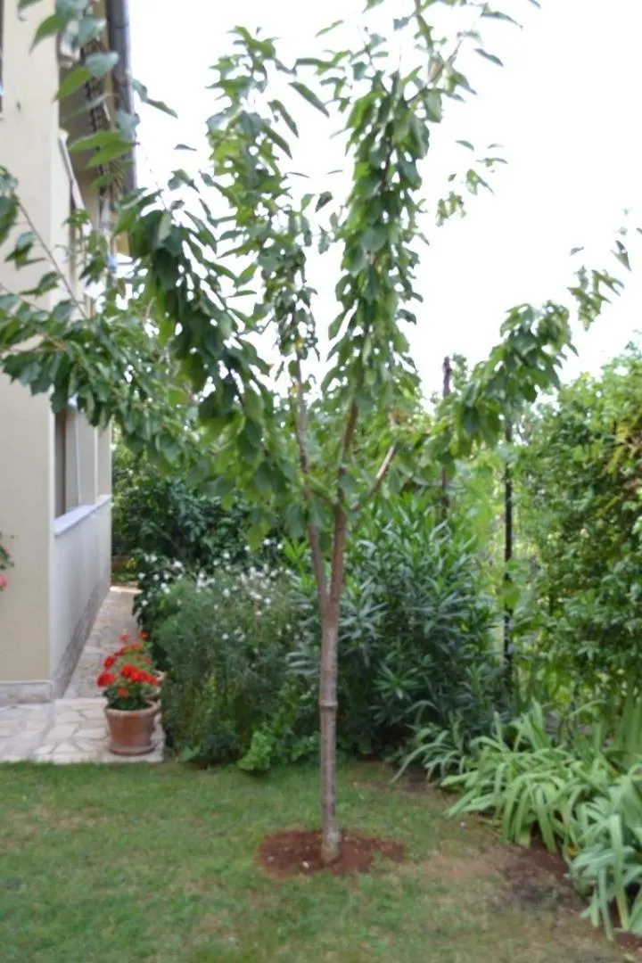 Apartments And Rooms With Parking Space Porec - 24373